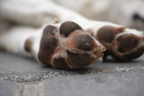 A imagem mostra um close-up das patas de um cachorro. As almofadas das patas são de cor escura, com pelos claros ao redor. O cachorro está deitado em uma superfície de pedra ou cimento, e a imagem foca principalmente nas patas traseiras.