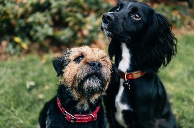 A imagem mostra dois cães em um gramado verde com arbustos desfocados ao fundo. O cachorro à esquerda tem pelo curto e uma mistura de tons castanhos e pretos. O cachorro à direita tem pelo longo e preto com manchas brancas.
