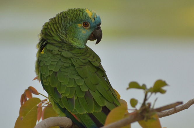 A imagem mostra um papagaio de cor verde vibrante, com detalhes em azul na cabeça e uma pequena mancha amarela no topo da cabeça. O papagaio está pousado em um galho, cercado por algumas folhas. O fundo da imagem é desfocado, destacando o papagaio como o principal foco da foto. A ave está virada de lado, permitindo ver suas penas detalhadas e o bico curvado.