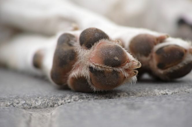A imagem mostra uma pata de cachorro. A pata está deitada sobre uma superfície de pedra ou pavimentada. As almofadas da pata são de cor escura, com pelos claros ao redor. A imagem está focada na pata, enquanto o fundo está desfocado, destacando os detalhes das almofadas e dos pelos.