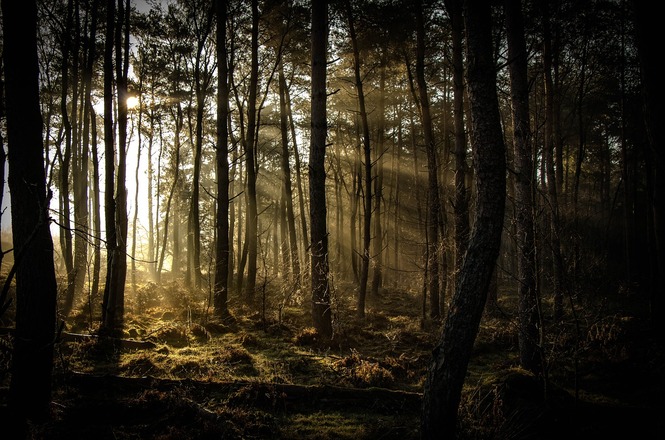 Floresta densa com árvores altas e finas, onde a luz do sol penetra através das copas, criando raios de luz que iluminam o chão coberto de vegetação rasteira. A atmosfera é serena e um pouco misteriosa, com sombras projetadas pelas árvores. A luz do sol é suave, sugerindo que pode ser o início da manhã ou o final da tarde.