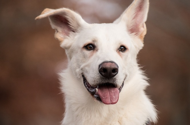 Um cachorro de pelagem branca com orelhas grandes e eretas. Ele está com a língua para fora e parece estar sorrindo. O fundo é desfocado, destacando o rosto do cachorro.