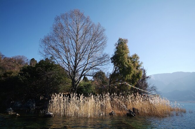 Uma paisagem natural com um lago em primeiro plano, onde a água é clara e reflete o céu azul. À beira do lago, há uma vegetação densa com várias árvores, incluindo uma árvore alta e sem folhas, sugerindo que pode ser inverno ou outono. Ao lado, há outra árvore com folhas verdes, e arbustos mais baixos. Juncos ou plantas aquáticas crescem na margem do lago. Ao fundo, montanhas cobertas por uma leve neblina completam a cena. O céu está claro e sem nuvens, indicando um dia ensolarado.