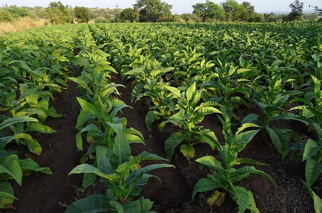 Campo extenso com fileiras de plantas de tabaco crescendo em solo marrom. As folhas das plantas são grandes e de um verde vibrante. Ao fundo, há algumas árvores e vegetação, e o céu está claro, indicando um dia ensolarado.