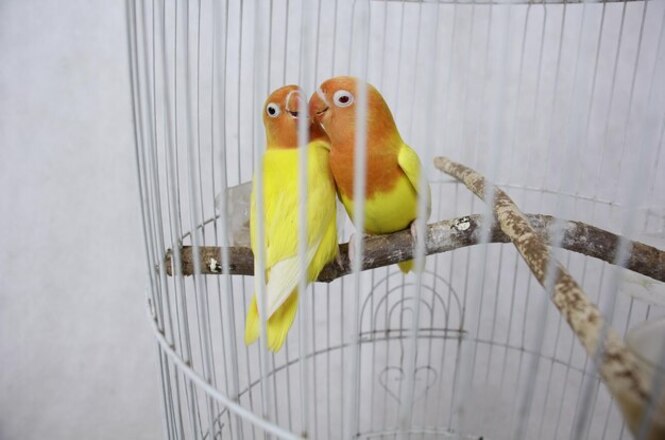 Na imagem, há dois pássaros dentro de uma gaiola. Os pássaros são pequenos e possuem penas de cores vibrantes. A parte superior do corpo deles é alaranjada, enquanto a parte inferior é amarela. Eles estão pousados em um poleiro de madeira e parecem estar próximos um do outro. A gaiola é de metal e tem formato circular.