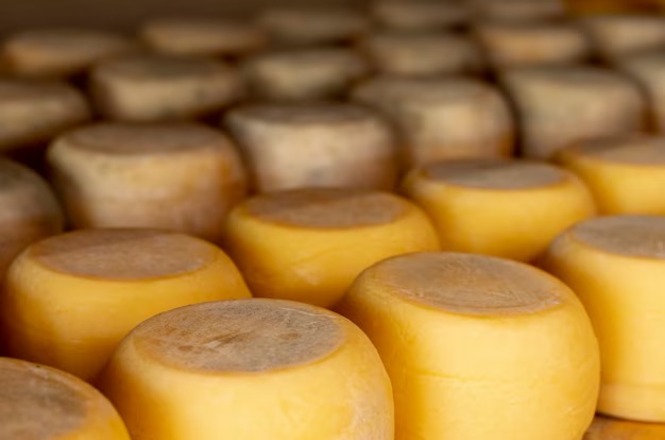 Na imagem, há várias peças de queijo dispostas em fileiras. Os queijos têm uma cor amarelada com uma textura suavemente brilhante na parte superior. Eles estão empilhados, sugerindo que estão em um local de armazenamento ou maturação. A iluminação evidencia a cor dourada característica do queijo.