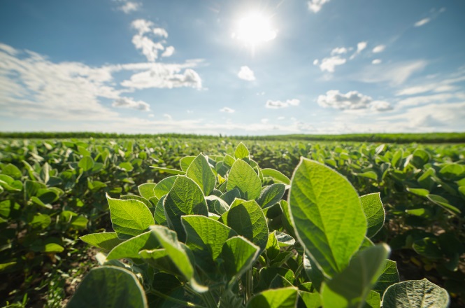 A imagem mostra uma plantação extensa de soja sob um céu azul com algumas nuvens espalhadas. O sol brilha intensamente acima, iluminando as folhas verdes das plantas. A perspectiva é próxima ao chão, destacando as folhas na parte inferior da imagem. Ao fundo, é possível ver a vastidão do campo que se estende até o horizonte.