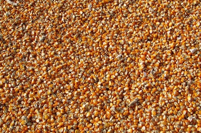 A imagem mostra uma grande quantidade de grãos de milho secos, espalhados em uma superfície. Os grãos têm uma coloração amarela e alaranjada, típica do milho.