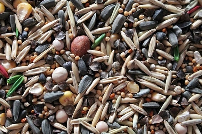 A imagem mostra uma mistura de sementes variadas. Há uma combinação de sementes de girassol, aveia, milho, sementes pequenas e possivelmente algumas de cores mais vivas, como verdes e vermelhas. Essa mistura é normalmente utilizada para alimentar pássaros ou pequenos animais. As sementes estão agrupadas, criando um padrão colorido e texturizado.