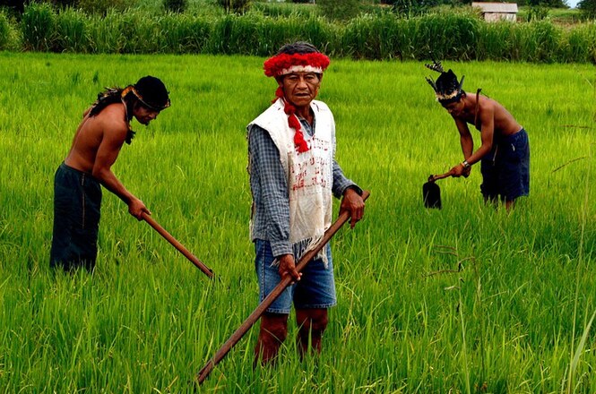 A imagem mostra três indígenas em um campo verde. Elas estão usando ferramentas agrícolas e parecem estar cultivando a terra. As pessoas usam roupas simples e têm ornamentos na cabeça. O ambiente é cercado por vegetação exuberante, sugerindo uma área rural ou selvagem.