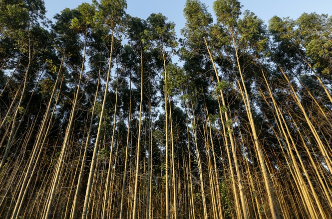 Foto horizontal: plantação de eucaliptos altos vista de baixo; céu ao fundo; ambiente natural