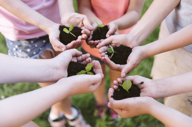 Foto colorida: mãos segurando mudas com terra, gramado ao ar livre, educação ambiental, cultivando plantas