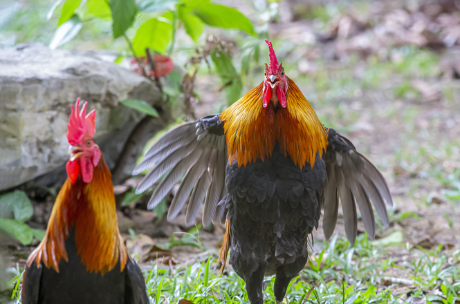Foto colorida: galos com asas abertas, chão natural, contexto rural, exibindo plumagem preta, laranja e vermelho