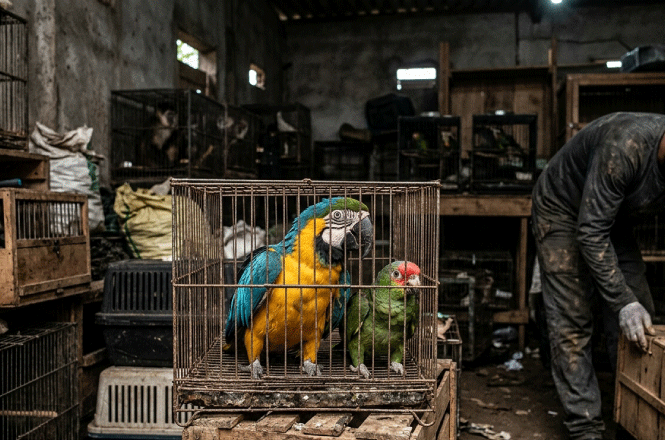 Foto colorida: aves silvestres em gaiolas, galpão escuro e rústico, apreensão ambiental, mantendo animais confinados em azul, amarelo e marrom