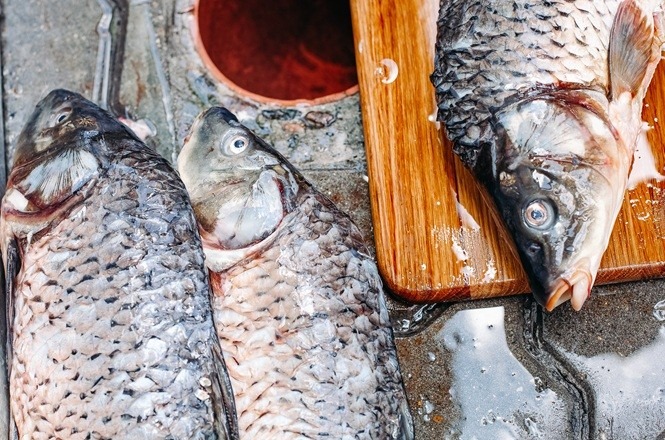 Foto horizontal: peixes prateados sobre superfície molhada e tábua de madeira em preparo de pesca.