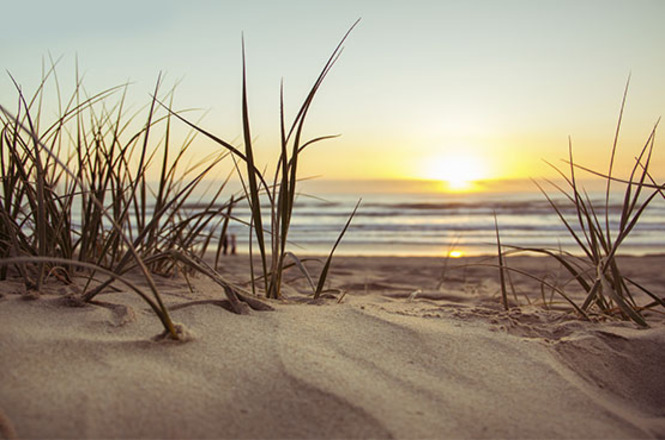 Foto colorida: restinga sobre areia com mar e sol ao fundo, paisagem litorânea, amanhecer, iluminando cena em dourado, azul e bege