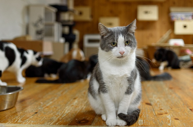 Foto horizontal: gato em primeiro plano observa ambiente interno, outros felinos ao fundo em espaço compartilhado, cenário doméstico, clima de tranquilidade e convivência animal.