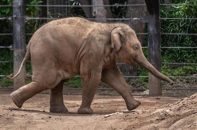 Foto horizontal: elefante caminha em recinto cercado, ambiente natural ao redor, clima de preservação e vida animal.