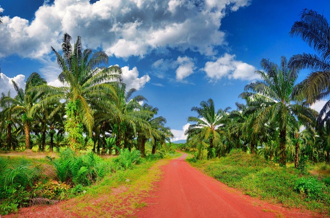 Foto horizontal: estrada de terra atravessa plantação de palmeiras, vegetação verde intensa sob céu azul, clima rural e natural.