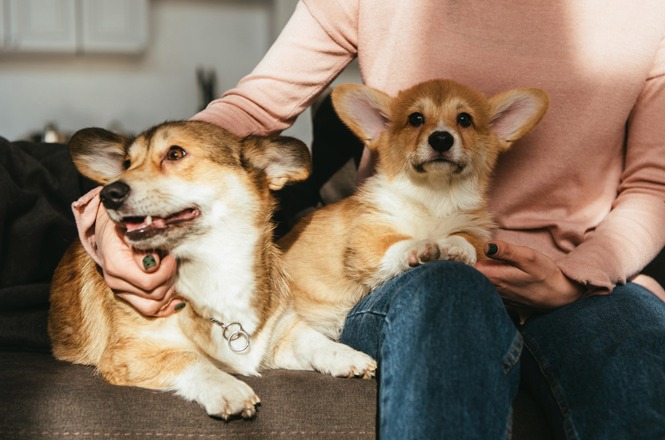 Foto horizontal: pessoa segura dois cães no colo, representando a convivência entre tutores e animais de estimação.