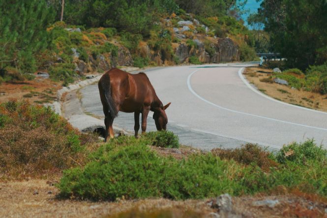 Foto horizontal: cavalo marrom à beira de estrada cinza, vegetação verde ao redor, rural, pastando próximo à pista curva