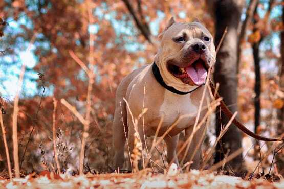 Foto horizontal: cão da raça pit bull em área aberta, preso à guia, com a língua para fora e expressão alerta.
