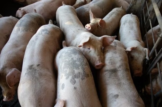 Foto horizontal: grupo de suínos reunidos em instalação de criação, representando atividade da suinocultura e produção agropecuária.
