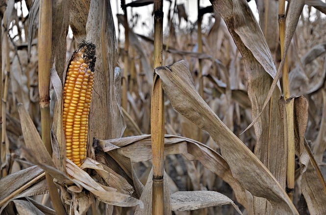 Espiga de milho seca permanece na lavoura, entre pés ressecados, em área de cultivo agrícola.