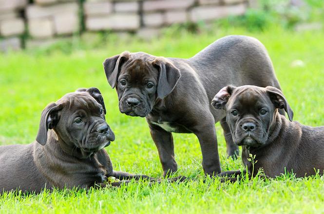 Três filhotes de cachorro brincam sobre a grama em área externa.