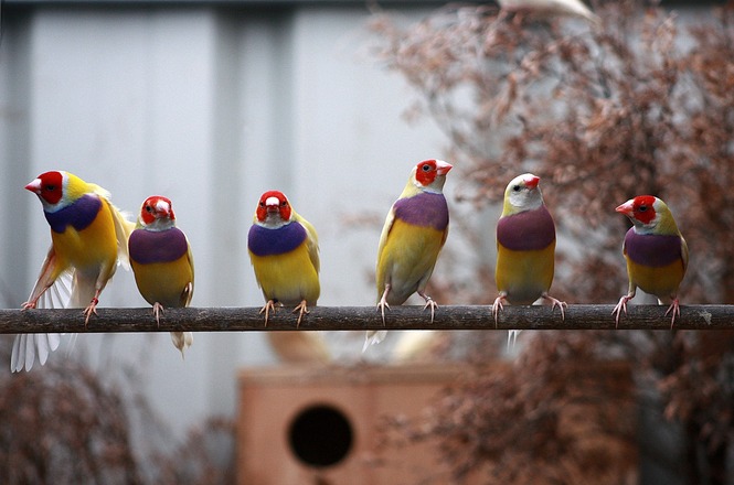Foto horizontal: cinco aves coloridas estão alinhadas sobre um galho, em imagem ilustrativa que representa a fauna silvestre, a biodiversidade e a conservação da natureza.