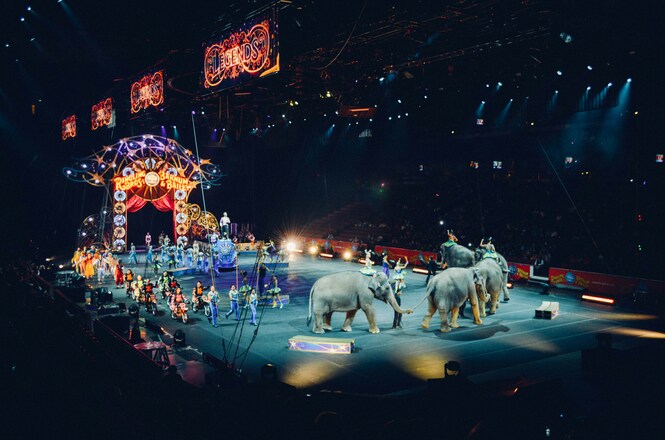 Foto horizontal: artistas, elefantes e outros animais participam de espetáculo circense em arena iluminada, diante do público, durante apresentação do circo.