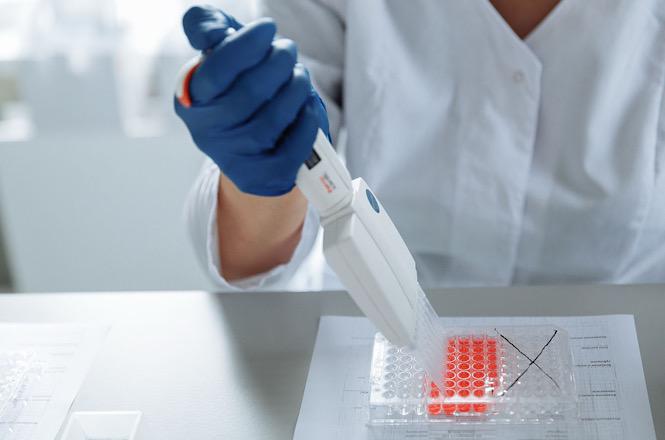 Foto horizontal: Profissional manipula amostra biológica com micropipeta durante procedimento de análise em laboratório.