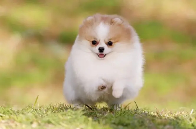 Foto horizontal: cão da raça Lulu da Pomerânia, com pelagem branca e bege, corre sobre a grama em área externa.