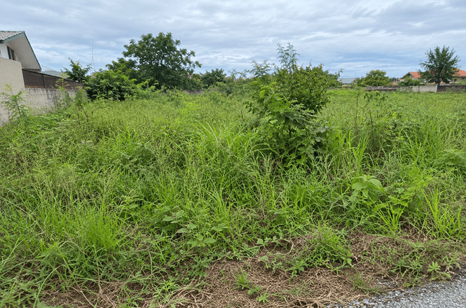 Foto horizontal: terreno com vegetação alta e densa, cercado por imóveis residenciais, sob céu nublado.