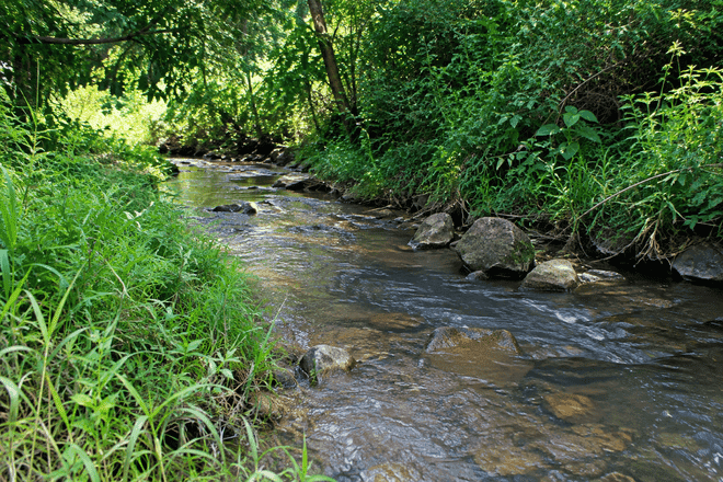 Foto horizontal: riacho de águas rasas corre entre pedras, cercado por vegetação verde e árvores.