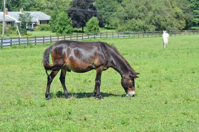 Foto horizontal: cavalo marrom pasta em campo verde cercado, com árvores, residência e outro cavalo ao fundo.