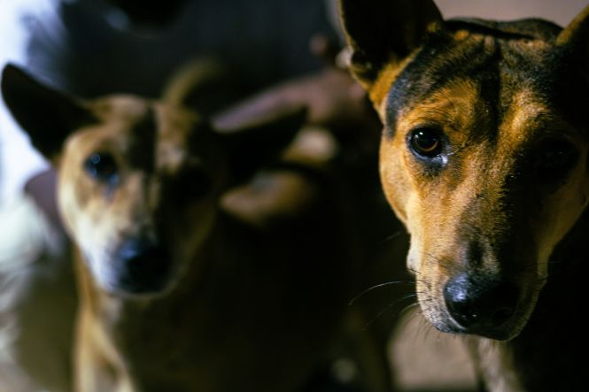 Foto horizontal: cães caramelo e preto em fundo escuro de abrigo olham atentos para a câmera.