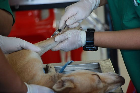 Cachorro recebendo vacina.